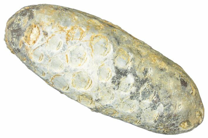 Fossil Cycadophyte Seed Cone - Boujdour, Morocco #325278